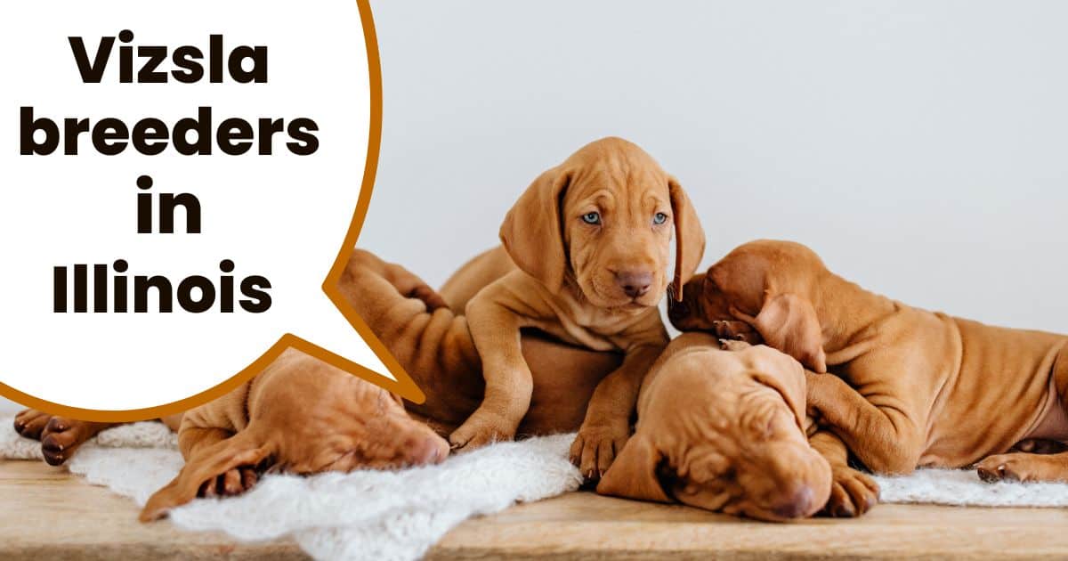 young hungarian vizsla puppies sleeping together with text overlay "vizsla breeders in Illinois".