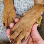 Closeup of vizsla paw and long dark brown claws being held in human hand.