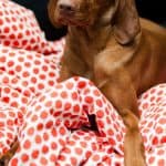 Vizsla left alone sitting on couch with red and white spotted doona.