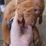 Young vizsla puppy biting hand