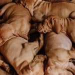 cute pile of vizsla puppies sleeping on brown leather couch.