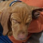 Vizsla puppy cuddle on lap of woman on couch.