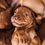 Vizsla puppy laying on other puppies and looking directly at camera.
