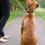 Hungarian vizsla dog sitting next to owner with docked tail.