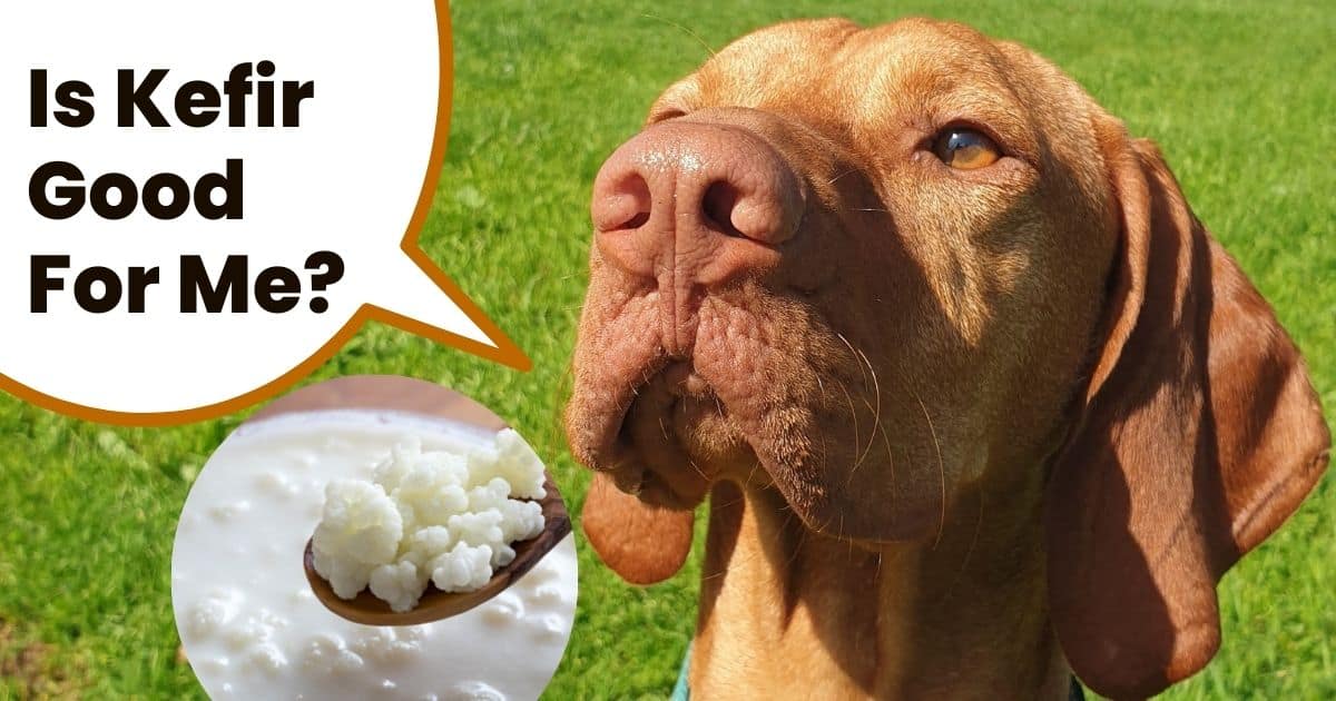 Hungarian vizsla head and kefir milk with text is kefir good for me.