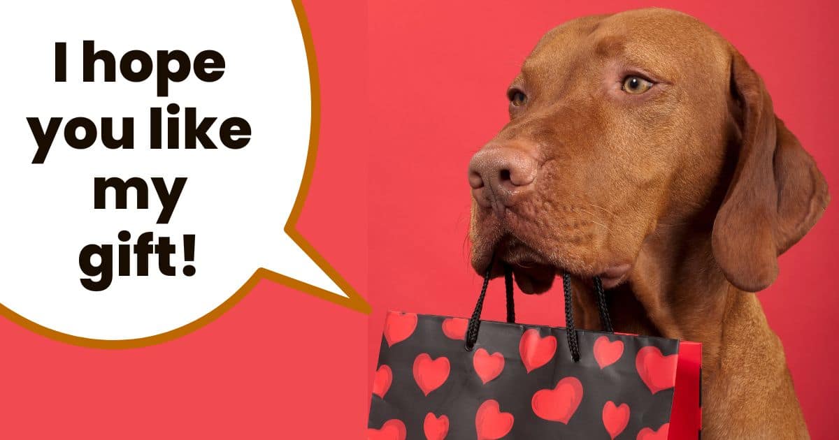 Hungarian vizsla dog holding gift bag with hearts on it in its mouth.