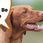 Head of vizsla with service dog image and text "can vizslas be service dogs".