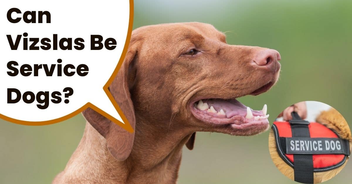 Head of vizsla with service dog image and text "can vizslas be service dogs".