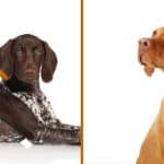 German Shorthaired Pointer and Hungarian Vizsla sitting with text Vizsla vs GSP.