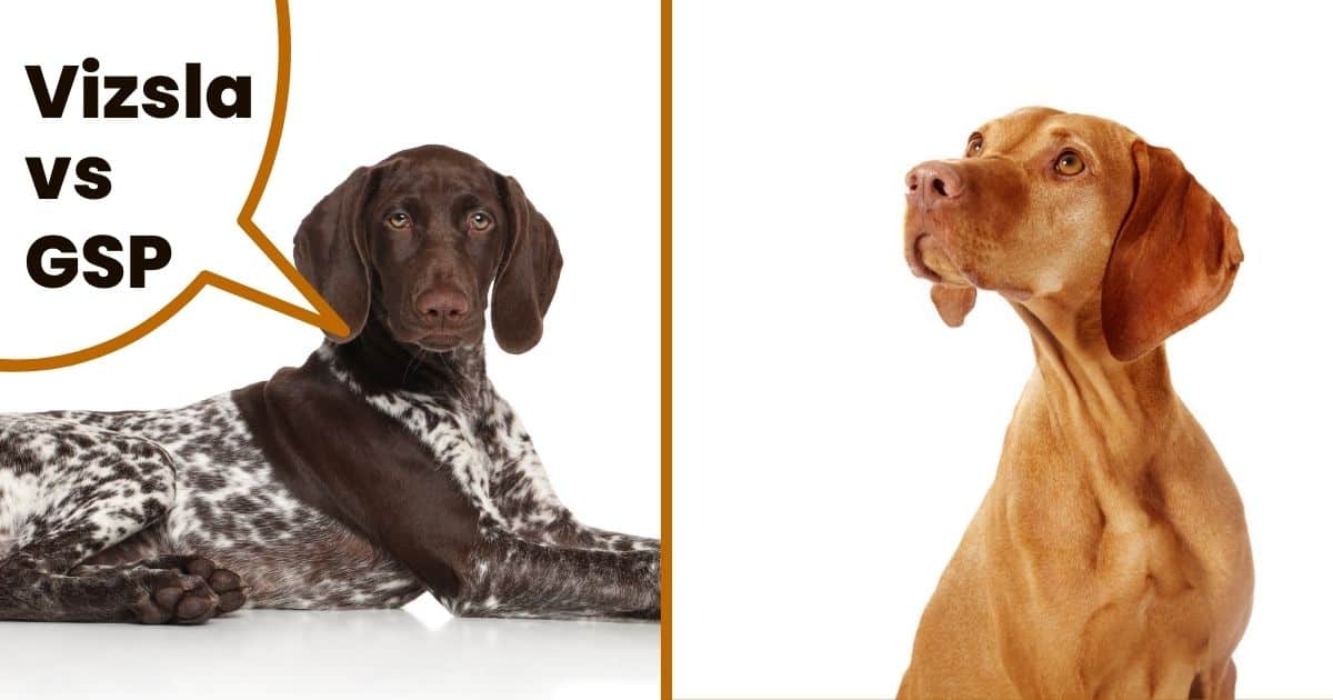 German Shorthaired Pointer and Hungarian Vizsla sitting with text Vizsla vs GSP.