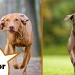 Hungarian vizsla and chocolate labrador retriever running with text overlay vizsla vs labrador.