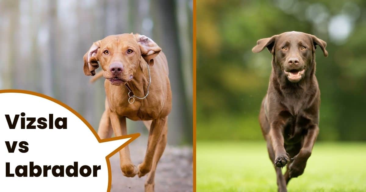 Hungarian vizsla and chocolate labrador retriever running with text overlay vizsla vs labrador.
