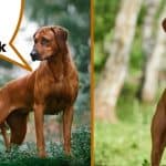 Adult Rhodesian ridgeback and Hungarian Vizsla with text Vizsla vs ridgeback.