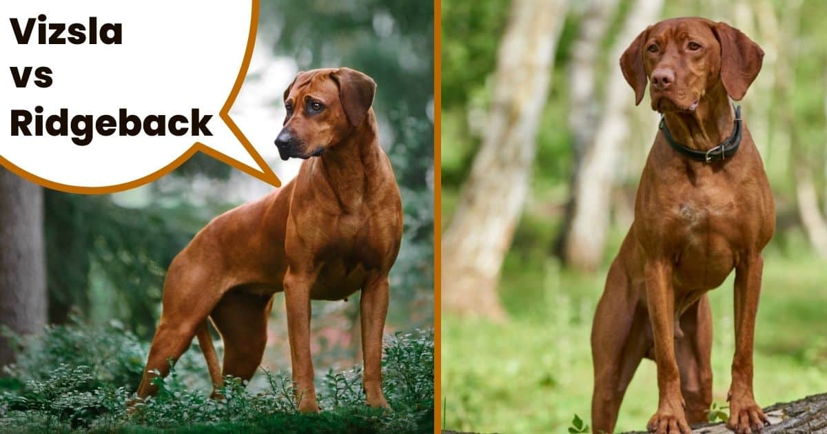Adult Rhodesian ridgeback and Hungarian Vizsla with text Vizsla vs ridgeback.