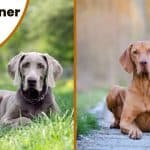 Hungarian vizsla and Weimaraner dogs sitting with text overlay Weimaraner vs vizsla.