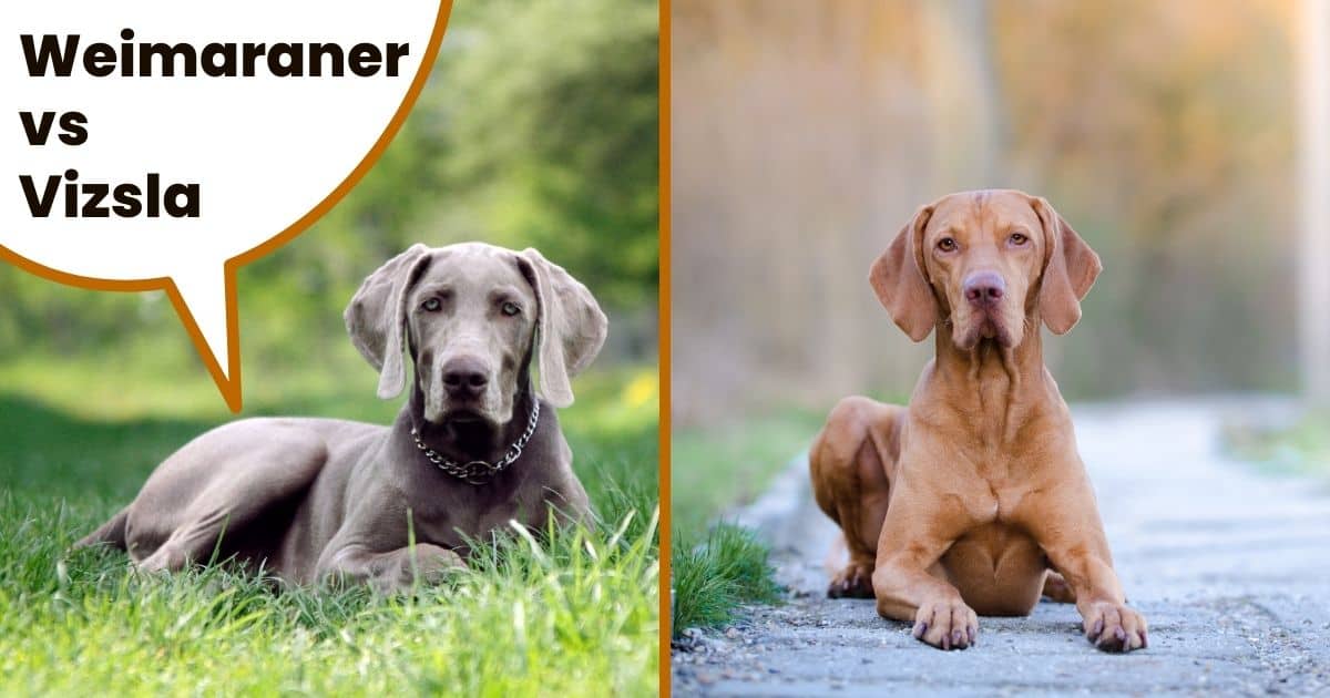 Hungarian vizsla and Weimaraner dogs sitting with text overlay Weimaraner vs vizsla.