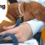 Vizsla puppy on lap in car going home for first time.