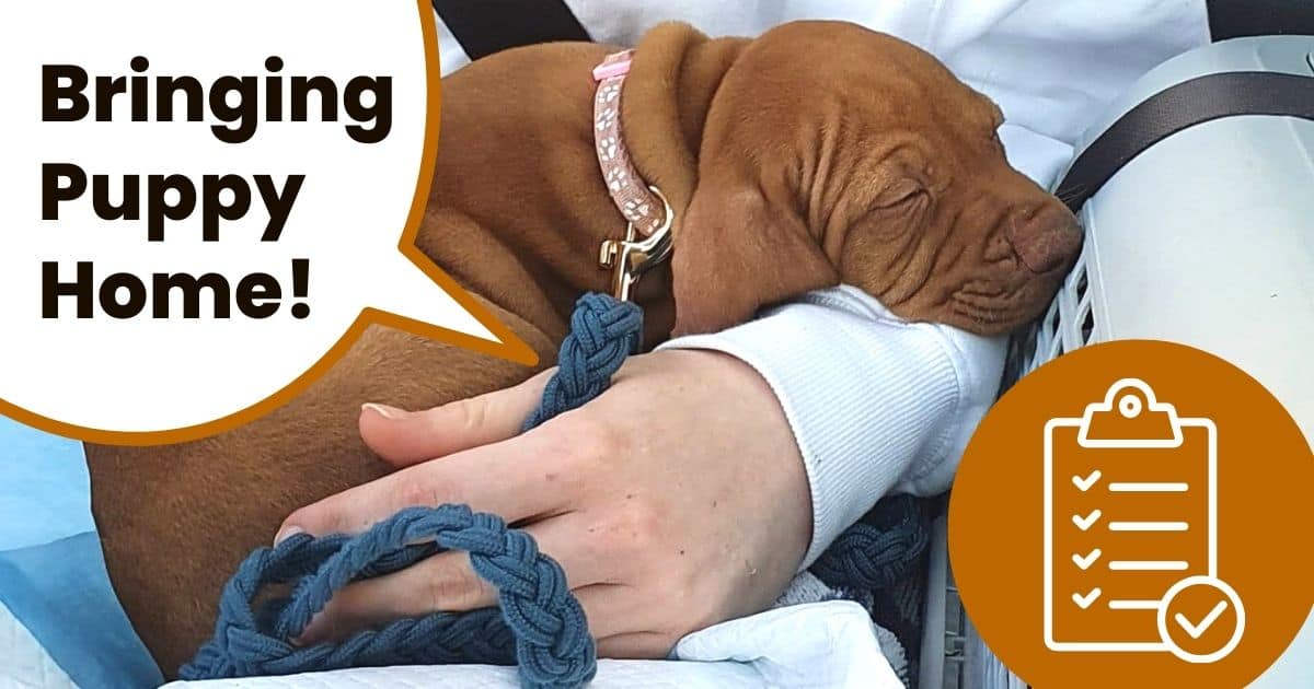 Vizsla puppy on lap in car going home for first time.