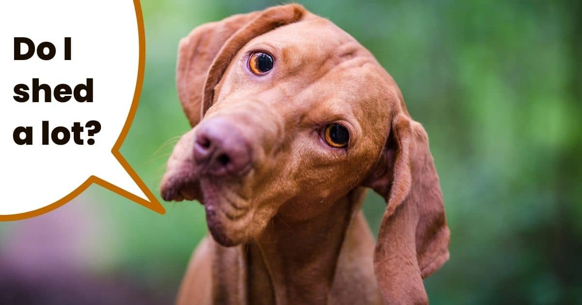 Closeup of Hungarian pointer with text overlay do I shed a lot?