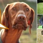 vizsla and other dogs similar to vizslas with text overlay "are these dogs like me?"