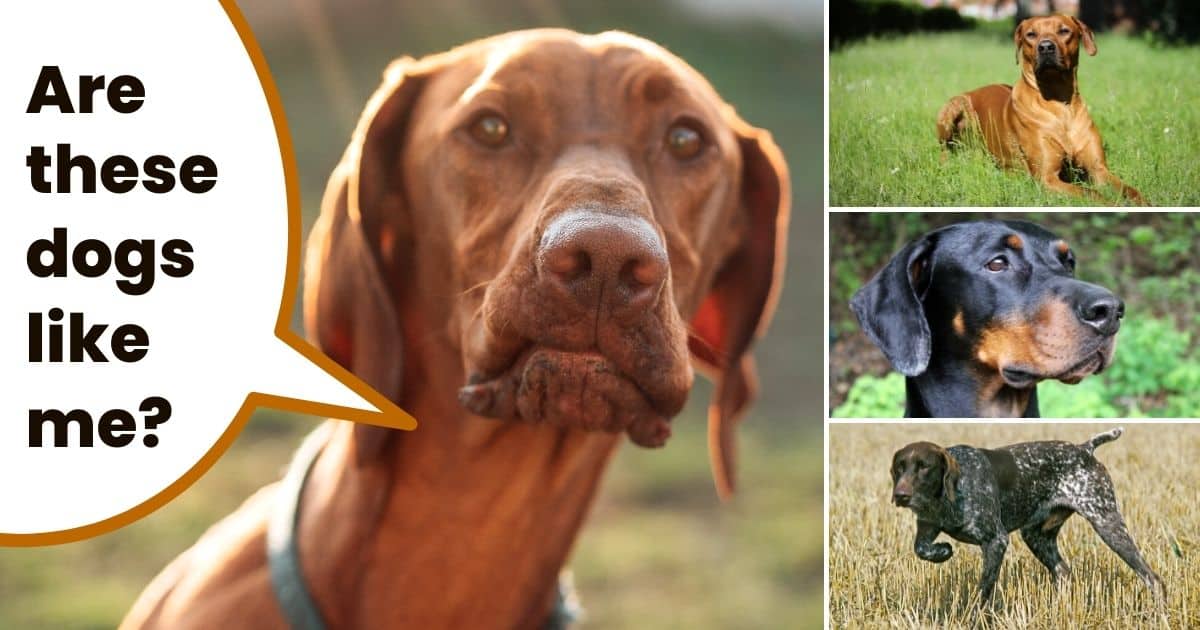 vizsla and other dogs similar to vizslas with text overlay "are these dogs like me?"