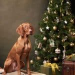 Beautiful Hungarian vizsla sitting on bench next to christmas tree and gifts.