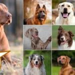 Hungarian vizsla and 9 other dog breeds commonly seen in vizsla mixes with text overlay Vizsla Mixed Breeds.