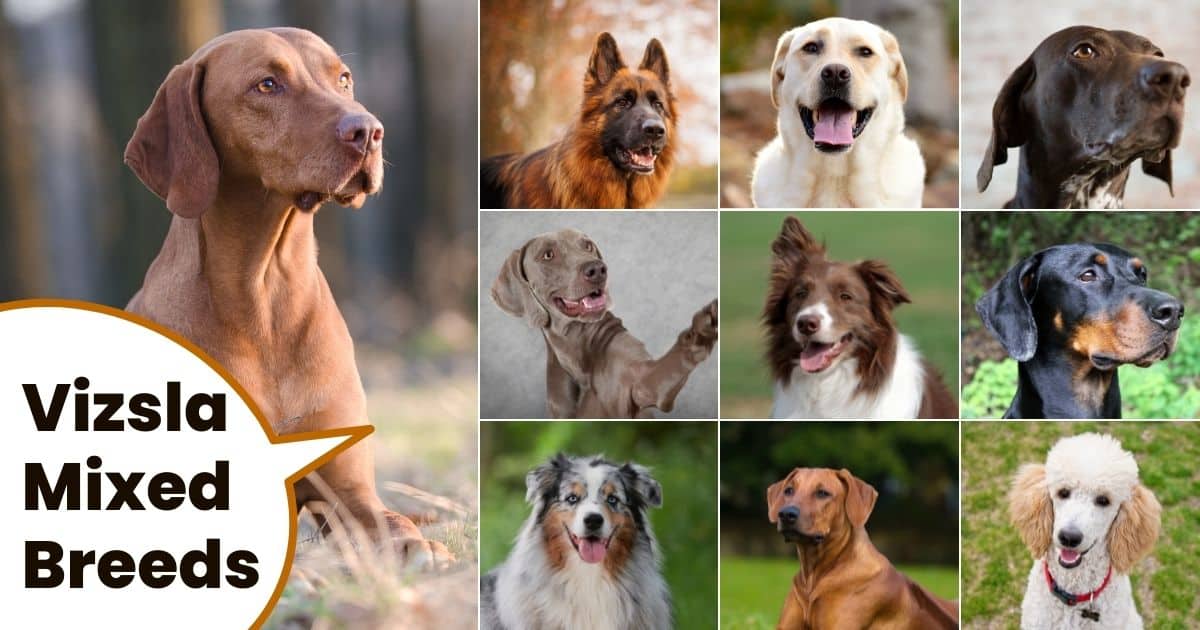 Hungarian vizsla and 9 other dog breeds commonly seen in vizsla mixes with text overlay Vizsla Mixed Breeds.