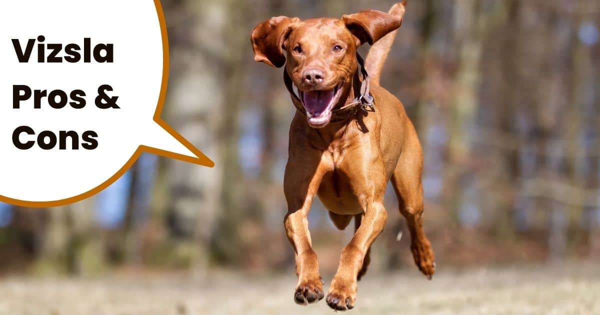 Vizsla running with text overlay vizslas pros and cons.