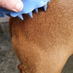 brushing vizsla with rubber brush, loose vizsla hair resting on hind legs.