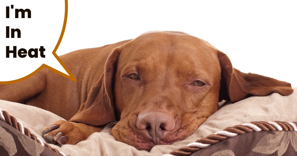 Hungarian Vizsla laying down in bed with drowsy open eyes.