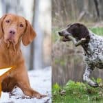 Hungarian vizsla and GSP with text overlay vizsla gsp mix.