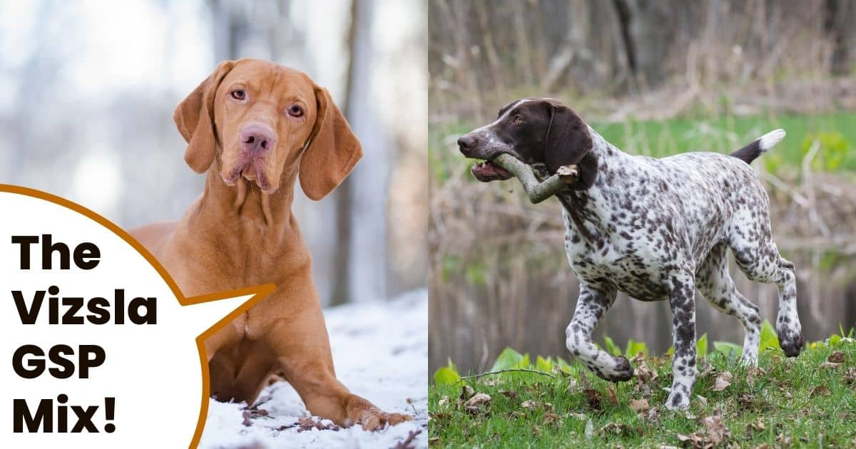Hungarian vizsla and GSP with text overlay vizsla gsp mix.