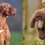 Hungarian vizsla and standard poodle images with text the vizsla poodle mix.
