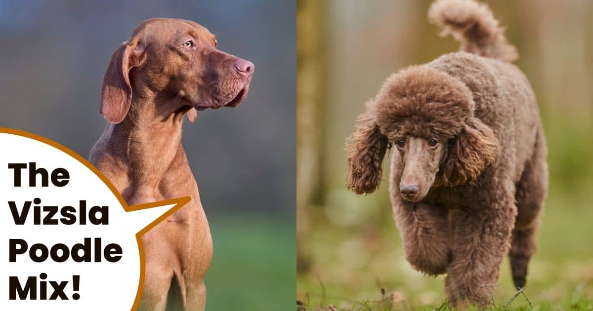Hungarian vizsla and standard poodle images with text the vizsla poodle mix.