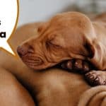 Pile of Hungarian vizsla puppies sleeping together on rug with text overlay Vizsla Breeders California.