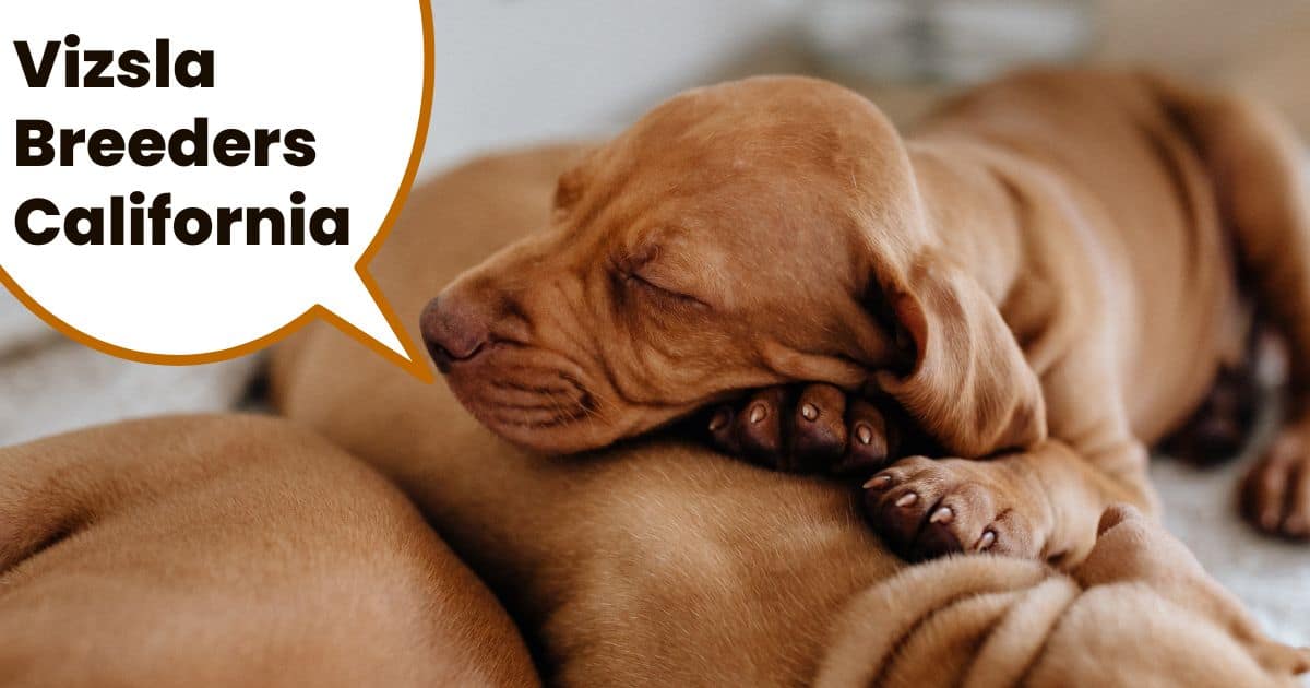 Pile of Hungarian vizsla puppies sleeping together on rug with text overlay Vizsla Breeders California.