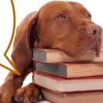 Hungarian vizsla resting head on stack of books with text overlay the best vizsla books.