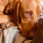 Close up of Vizsla curled up on blanket.