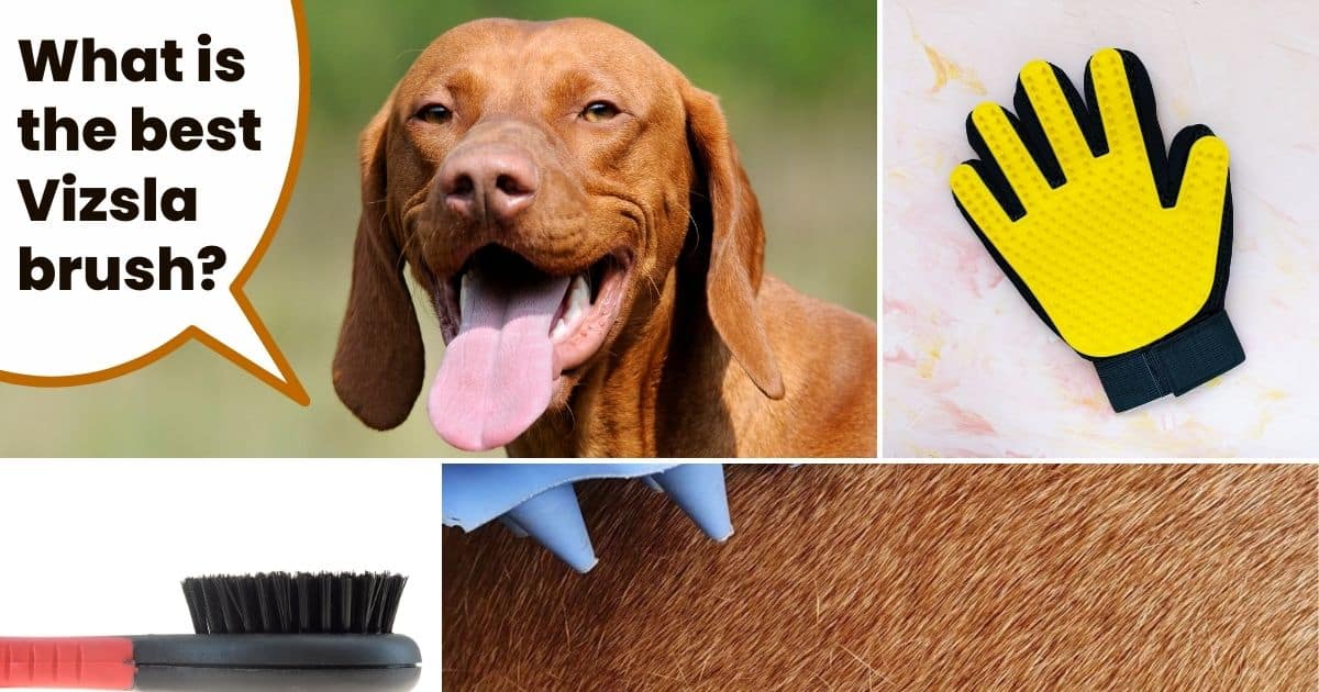 Collage of dog grooming brushes and a Vizsla with text what is the best vizsla brush.