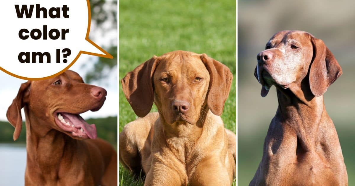 Three Hungarian vizsla dogs with different vizsla coat colors and the text what color am I?