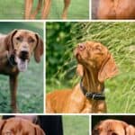 Collage of vizsla dogs in all shades of vizsla coat colors.