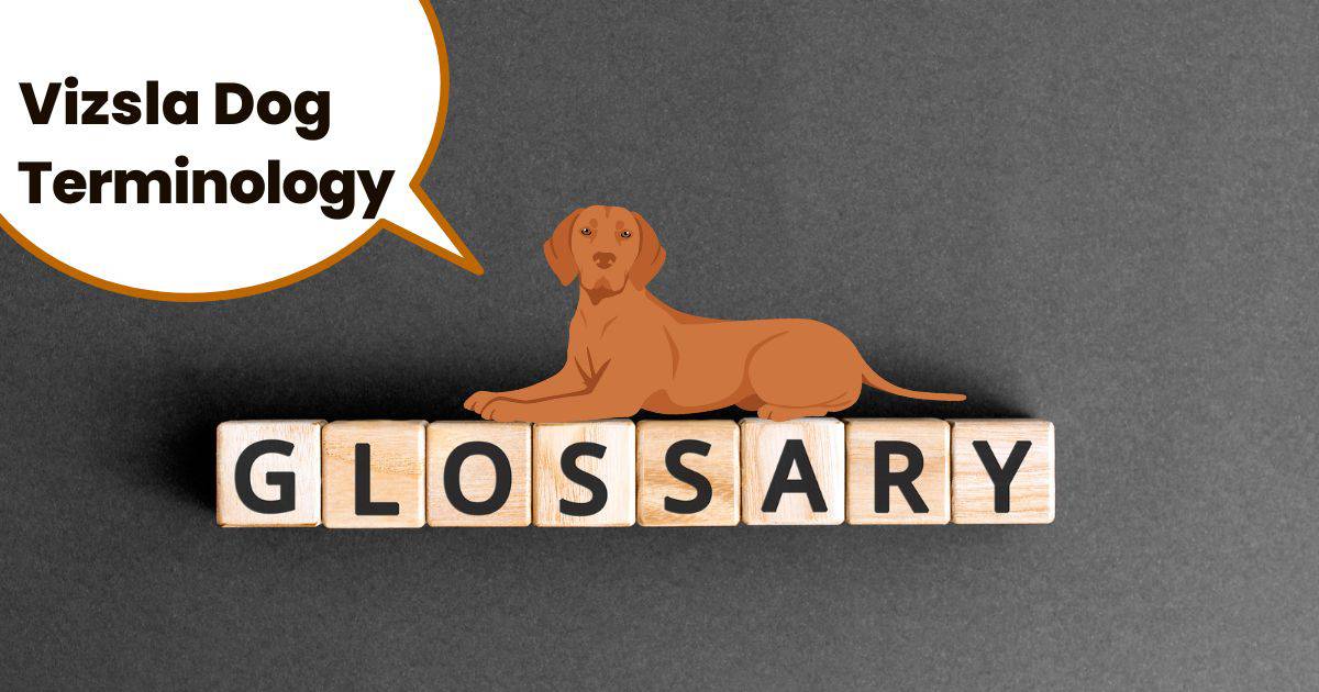 Grey background with word concept spelling glossary with vizsla graphic sitting on top and text overlay with phrase Vizsla dog terminology.