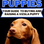 Closeup of Hungarian vizsla puppy with text overlay "Vizsla puppies your guide to buying and raising a vizsla puppy".