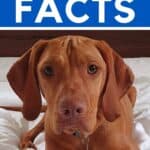 Close up of Hungarian vizsla dog on bed with text overlay "16 intriguing vizsla facts".