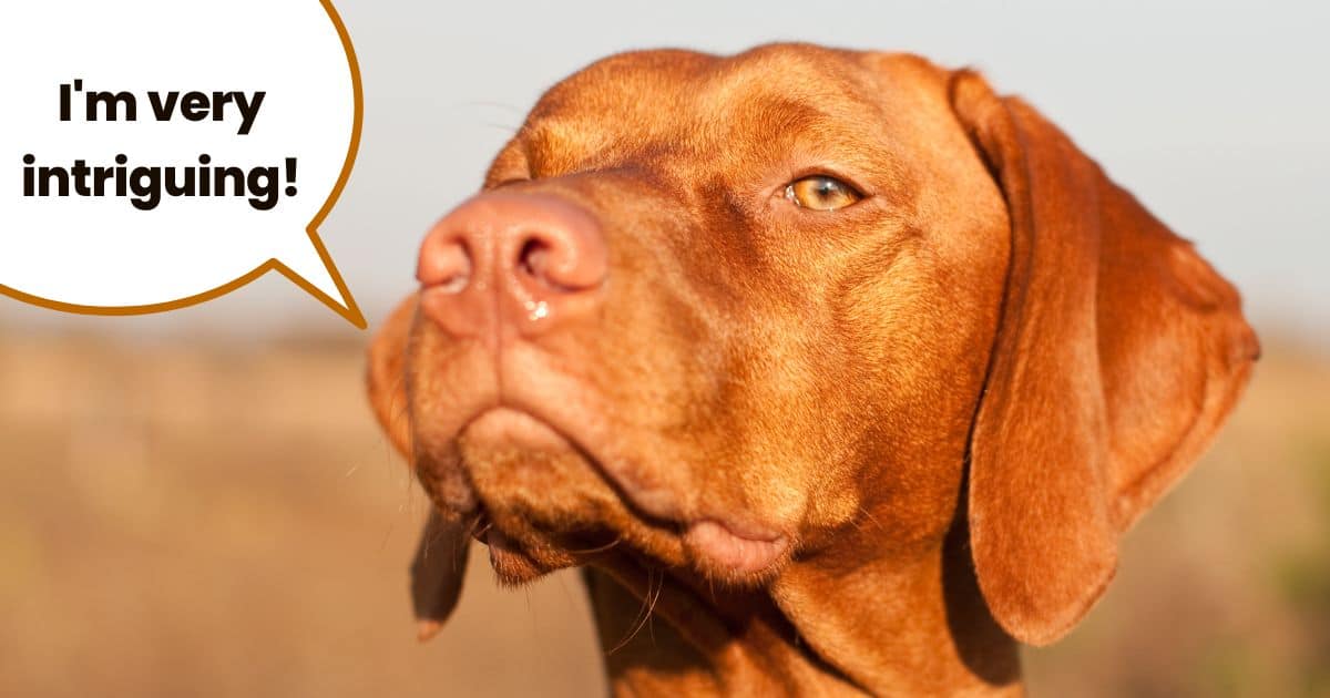 Closeup of head of Hungarian vizsla outside with text overlay "I'm very intriguing".