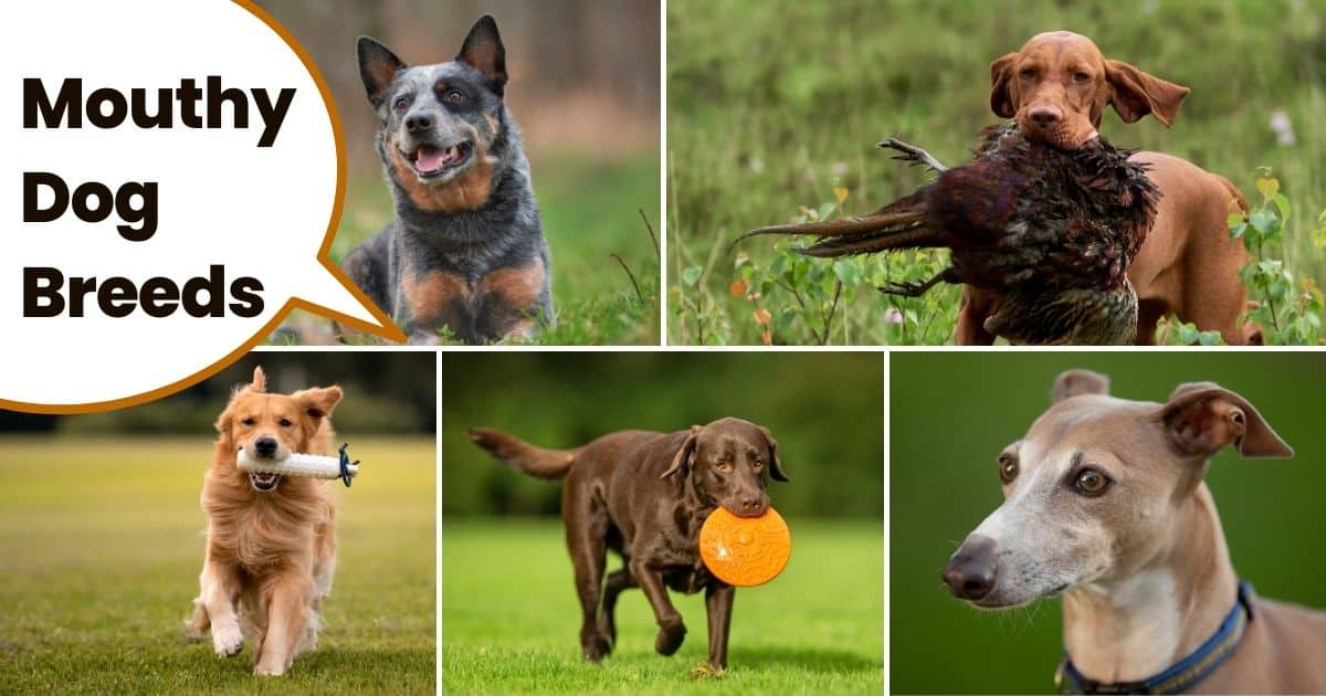 collage of different dog breeds with text overlay "mouthy dog breeds".