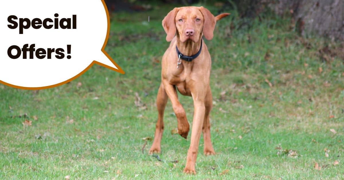 Vizsla pointing with text overlay special deals.
