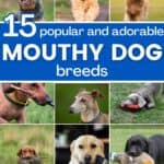 collage of dog breeds with text overlay "15 popular and adorable mouthy dog breeds".