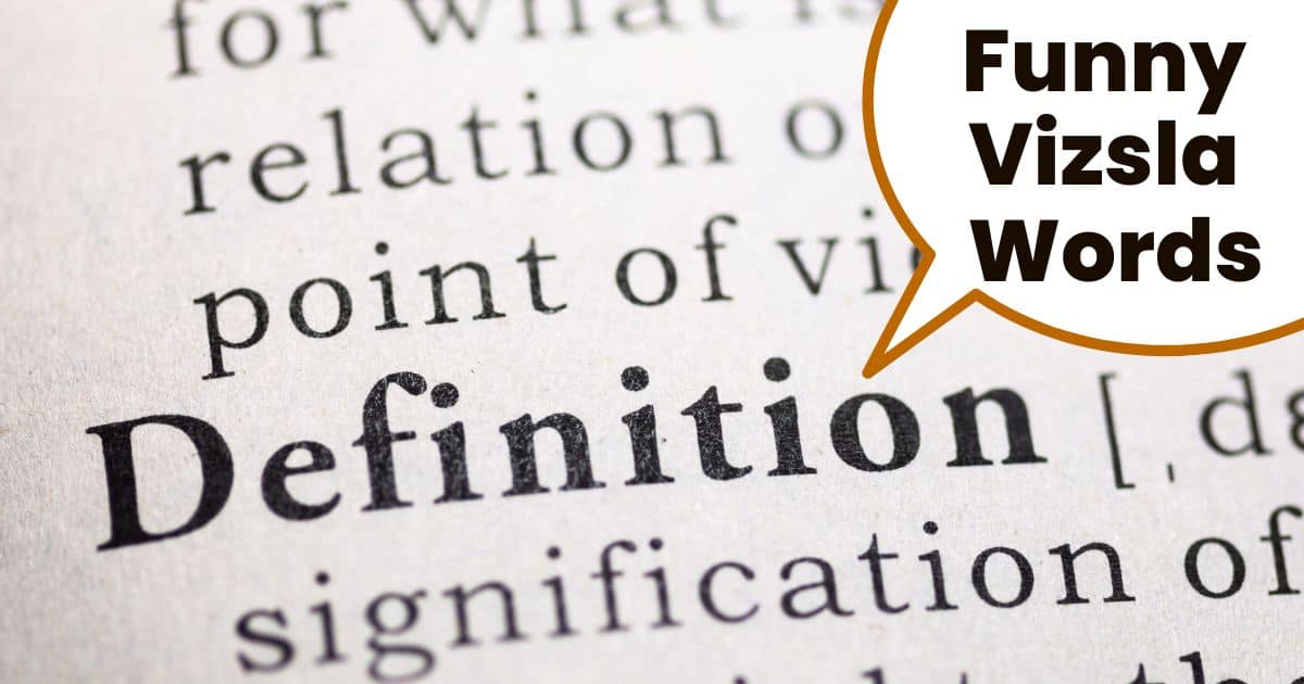 Closeup of dictionary text for the word definition and text overlay Funny vizsla words.